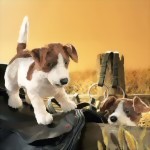 Folkmanis Handpuppe Jack Russell Terrier